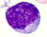 Lymphocyte