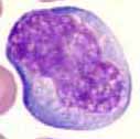 Lymphocyte