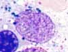 Macrophage